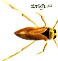 Насекомые. Пауки - i_119.jpg