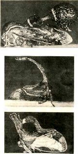 Насекомые. Пауки - i_127.jpg