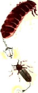 Насекомые. Пауки - i_189.jpg