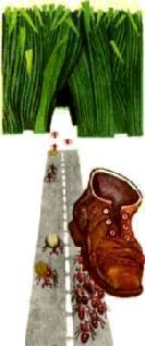 Насекомые. Пауки - i_220.jpg