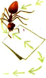 Насекомые. Пауки - i_221.jpg