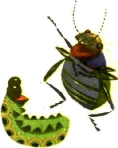 Насекомые. Пауки - i_222.jpg