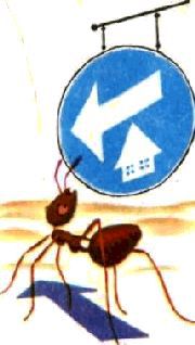 Насекомые. Пауки - i_223.jpg