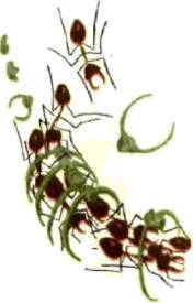 Насекомые. Пауки - i_224.jpg