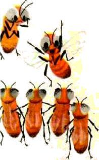 Насекомые. Пауки - i_248.jpg