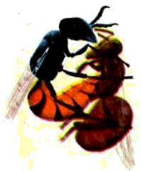 Насекомые. Пауки - i_249.jpg