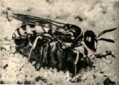 Насекомые. Пауки - i_250.jpg