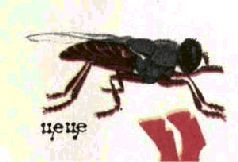 Насекомые. Пауки - i_278.jpg