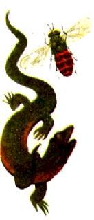 Насекомые. Пауки - i_280.jpg