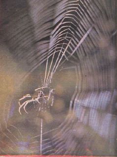 Насекомые. Пауки - i_289.jpg