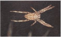 Насекомые. Пауки - i_323.jpg