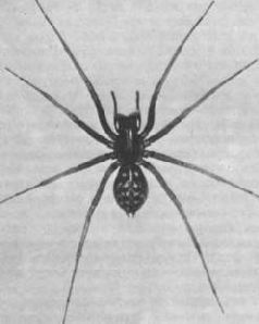 Насекомые. Пауки - i_335.jpg