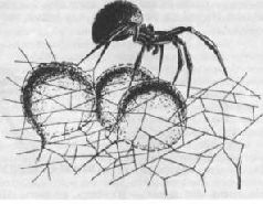 Насекомые. Пауки - i_354.jpg
