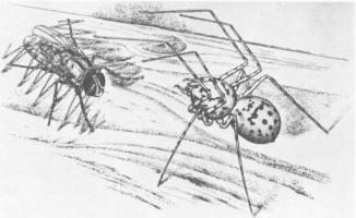 Насекомые. Пауки - i_362.jpg