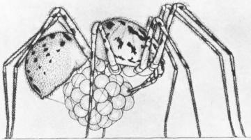 Насекомые. Пауки - i_363.jpg