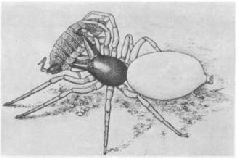 Насекомые. Пауки - i_364.jpg