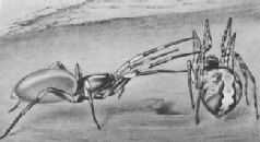 Насекомые. Пауки - i_365.jpg