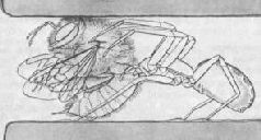 Насекомые. Пауки - i_367.jpg