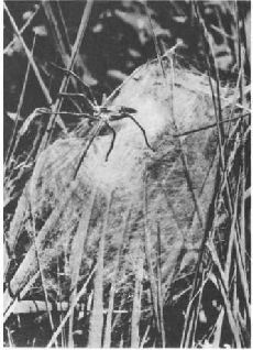 Насекомые. Пауки - i_386.jpg