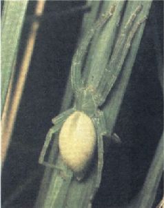 Насекомые. Пауки - i_388.jpg