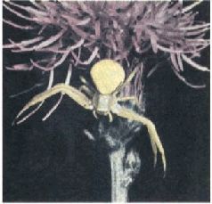 Насекомые. Пауки - i_389.jpg