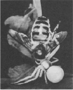 Насекомые. Пауки - i_390.jpg