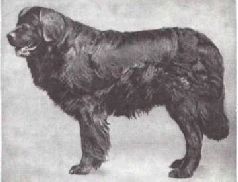 Мир животных. Домашние животные - i_018.jpg