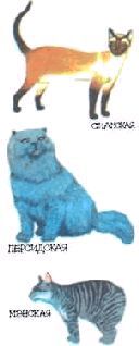 Мир животных. Домашние животные - i_075.jpg