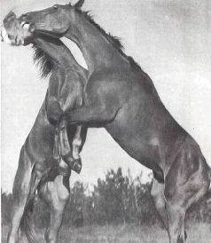 Мир животных. Домашние животные - i_121.jpg