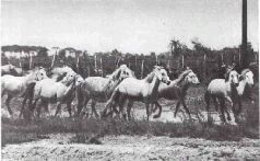 Мир животных. Домашние животные - i_130.jpg