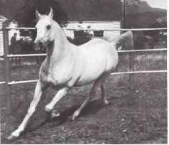 Мир животных. Домашние животные - i_135.jpg