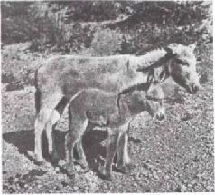 Мир животных. Домашние животные - i_149.jpg