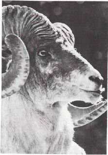 Мир животных. Домашние животные - i_153.jpg