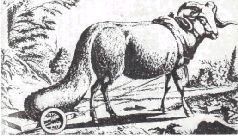 Мир животных. Домашние животные - i_172.jpg