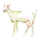 Мир животных. Домашние животные - i_174.jpg