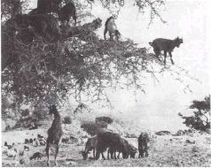 Мир животных. Домашние животные - i_175.jpg