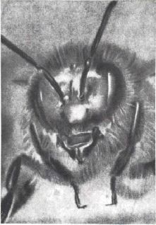 Мир животных. Домашние животные - i_243.jpg