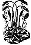 Бич и молот. Охота на ведьм в XVI-XVIII веках (с иллюстрациями) - pic_183.jpg