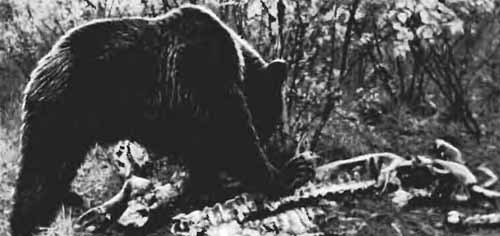 Повадки диких зверей - i_007.jpg