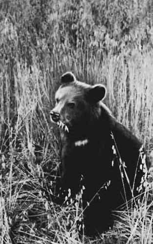 Повадки диких зверей - i_008.jpg