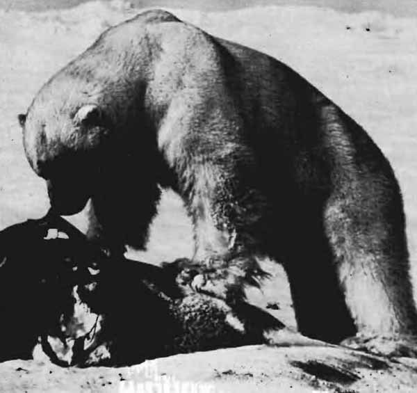 Повадки диких зверей - i_009.jpg