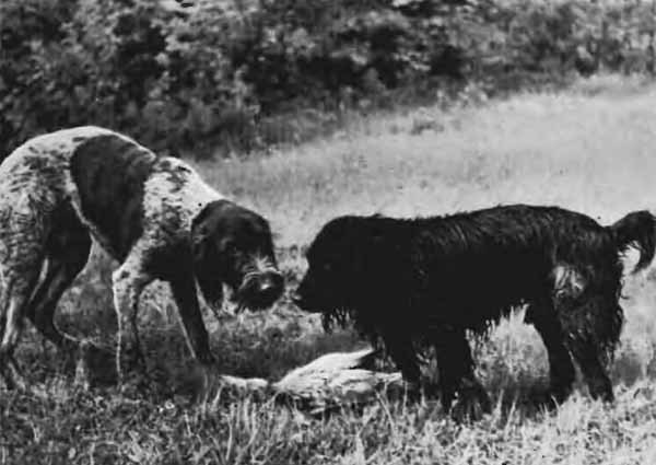 Повадки диких зверей - i_012.jpg