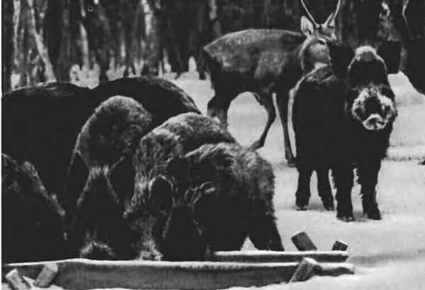 Повадки диких зверей - i_013.jpg