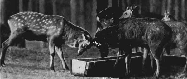 Повадки диких зверей - i_014.jpg