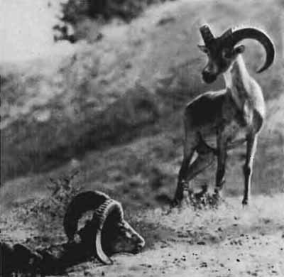 Повадки диких зверей - i_015.jpg