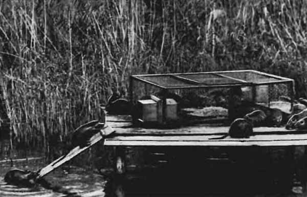 Повадки диких зверей - i_018.jpg