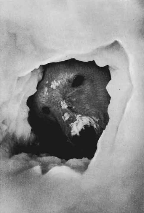 Повадки диких зверей - i_021.jpg