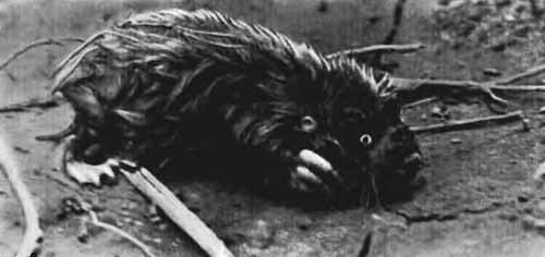 Повадки диких зверей - i_023.jpg