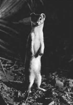 Повадки диких зверей - i_024.jpg