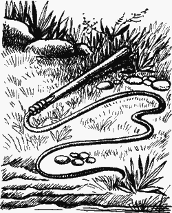 Двенадцать тысяч лет назад - i_019.png